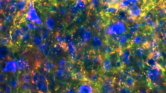 科学家绘制大脑运动控制中枢的精细神经连接图谱335 / 作者:UFO爱好者 / 帖子ID:71272 科学家绘制大脑运动控制中枢的精细神经连接图谱335 / 作者:UFO爱好者 / 帖子ID:71272