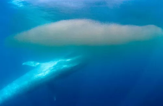 在生物灭绝之前，它们都得了同一种病919 / 作者:UFO爱好者 / 帖子ID:71103