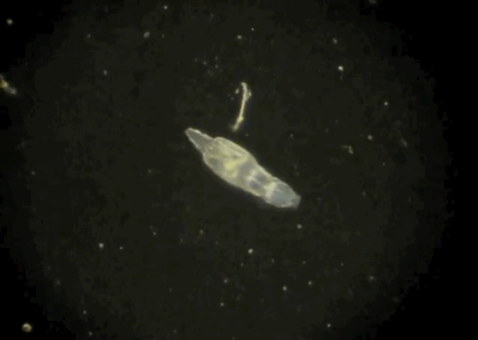 雌雄交配才叫性？不要被课本限制了想象力！187 / 作者:UFO爱好者 / 帖子ID:70307