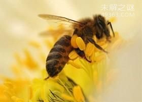 最不可思议的动物性行为：动物同性恋和双性恋780 / 作者:UFO爱好者 / 帖子ID:78266