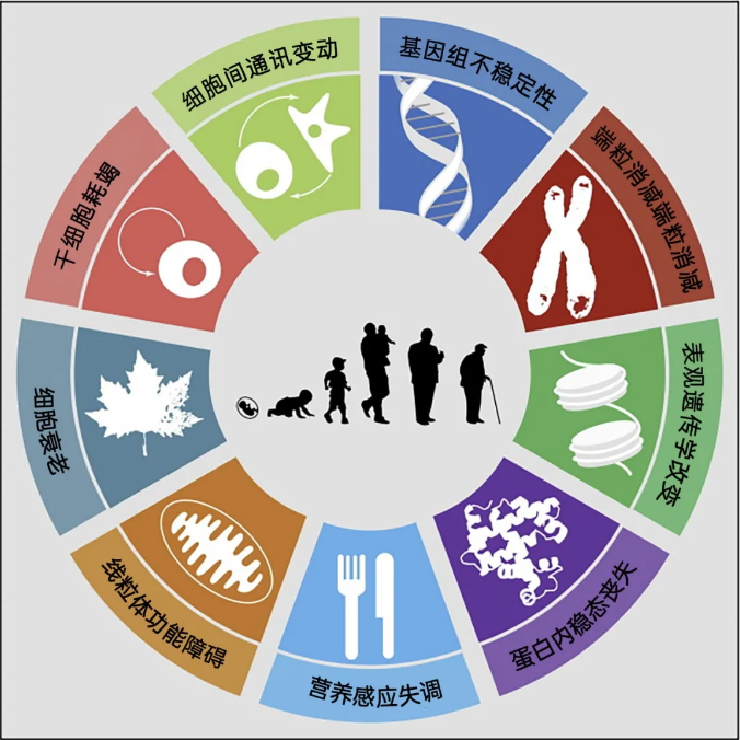 我们最长能活到150岁，新研究说的63 / 作者:UFO爱好者 / 帖子ID:67562