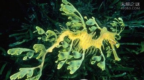 紫色北极熊是真的吗？揭秘世界十大罕见的动物272 / 作者:UFO爱好者 / 帖子ID:84285