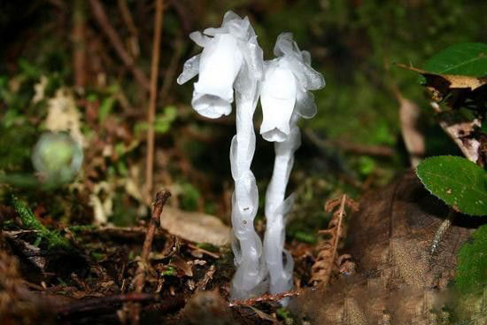 陕西惊现“冥界之花”水晶兰 传说可起死回生122 / 作者:UFO爱好者 / 帖子ID:85473