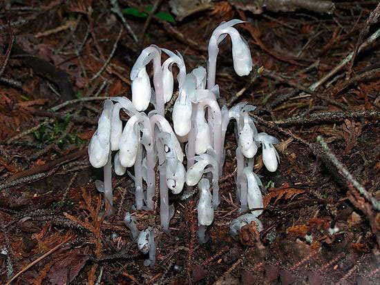 陕西惊现“冥界之花”水晶兰 传说可起死回生524 / 作者:UFO爱好者 / 帖子ID:85473