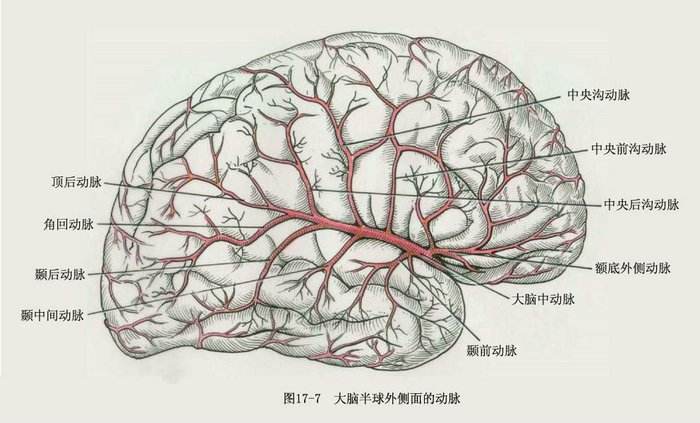 人类的大脑其实很可怕 不会感到疼痛还会自相残杀638 / 作者:UFO爱好者 / 帖子ID:100492