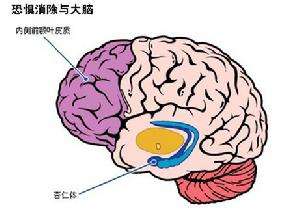 人类的大脑其实很可怕 不会感到疼痛还会自相残杀550 / 作者:UFO爱好者 / 帖子ID:100492