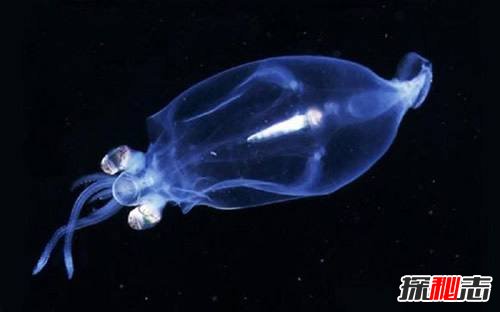 为什么说乌贼是四维生物？乌贼看得比人类更清晰(特殊眼球)292 / 作者:UFO爱好者 / 帖子ID:105744