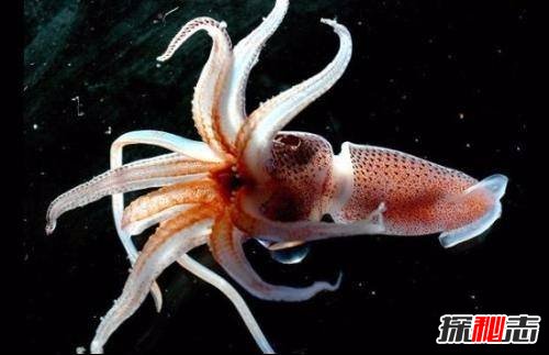 为什么说乌贼是四维生物？乌贼看得比人类更清晰(特殊眼球)591 / 作者:UFO爱好者 / 帖子ID:105744