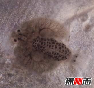 就在我们身边!12种真实存在的僵尸,其中一种专吃脑门708 / 作者:UFO爱好者 / 帖子ID:105731