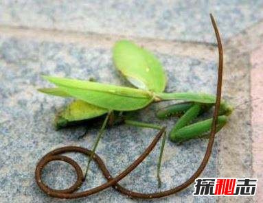就在我们身边!12种真实存在的僵尸,其中一种专吃脑门947 / 作者:UFO爱好者 / 帖子ID:105731