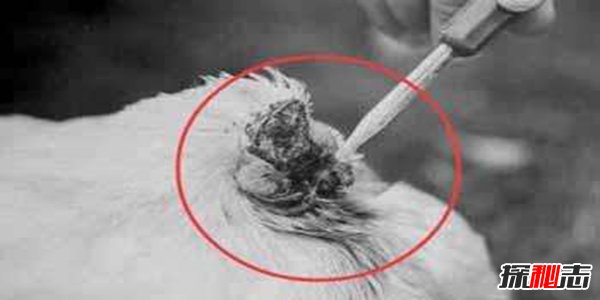 美国无头鸡麦克18个月不死之谜,鸡被砍了脑袋还能不能活?240 / 作者:UFO爱好者 / 帖子ID:105526