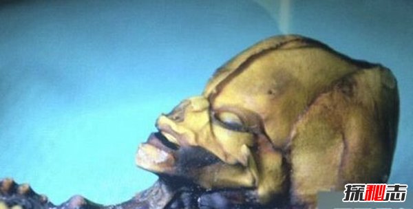 太空存在生物的证据曝光,宇宙中最恐怖的生物揭秘704 / 作者:UFO爱好者 / 帖子ID:105523