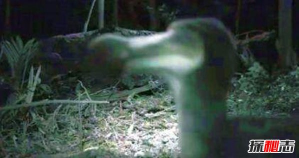 渡渡鸟其实没有灭绝,网友竟拍到渡渡鸟在走673 / 作者:UFO爱好者 / 帖子ID:105474