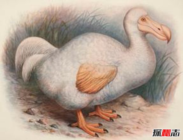 渡渡鸟其实没有灭绝,网友竟拍到渡渡鸟在走53 / 作者:UFO爱好者 / 帖子ID:105474