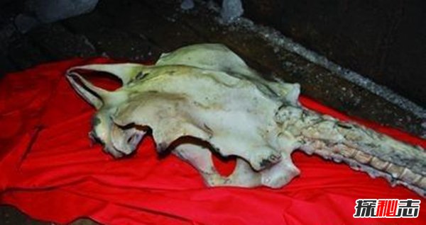 昆仑山冰封的真龙是真的吗,传说真龙真身曝光(图片)406 / 作者:UFO爱好者 / 帖子ID:105439