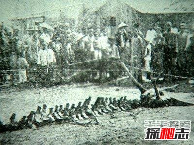 昆仑山冰封的真龙是真的吗,传说真龙真身曝光(图片)159 / 作者:UFO爱好者 / 帖子ID:105439