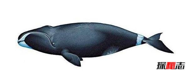 世界十大不死生物,竟可以不断循环生长392 / 作者:UFO爱好者 / 帖子ID:105432