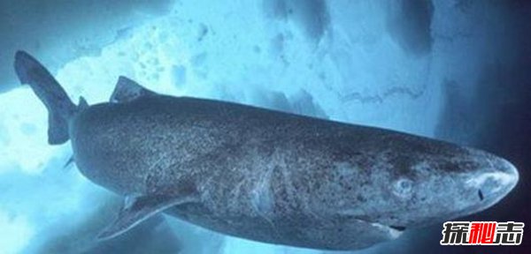 世界十大不死生物,竟可以不断循环生长635 / 作者:UFO爱好者 / 帖子ID:105432