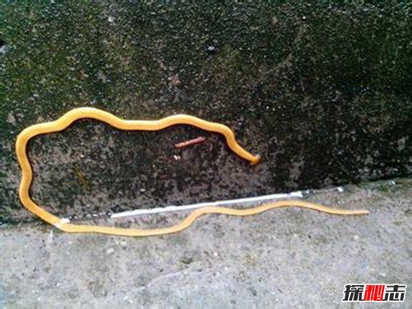 世界十大不死生物,竟可以不断循环生长215 / 作者:UFO爱好者 / 帖子ID:105432