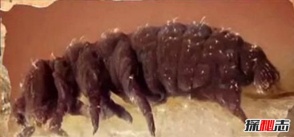 世界十大不死生物,竟可以不断循环生长137 / 作者:UFO爱好者 / 帖子ID:105432