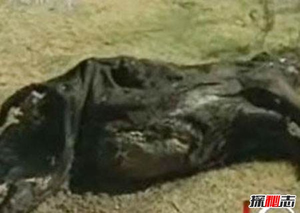 屠牛事件是不是真的 外星人竟屠牛做DNA研究（美国骗局）771 / 作者:UFO爱好者 / 帖子ID:105430