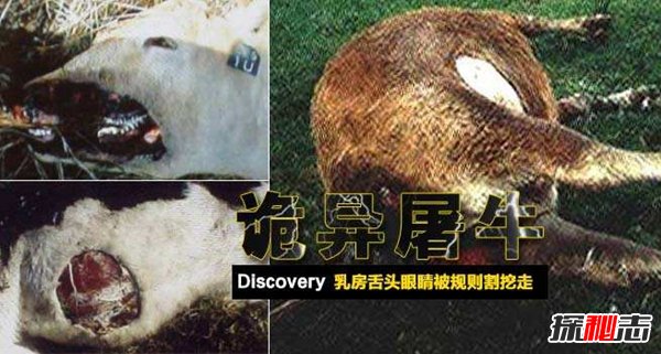 屠牛事件是不是真的 外星人竟屠牛做DNA研究（美国骗局）401 / 作者:UFO爱好者 / 帖子ID:105430