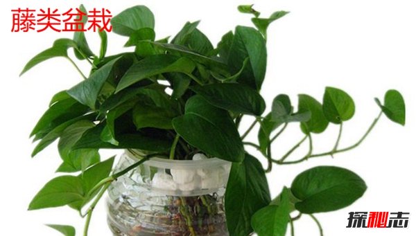 装修风水十大禁忌,居住者五行喜忌很重要啊!(封建迷信)238 / 作者:UFO爱好者 / 帖子ID:105428