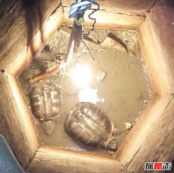 山村古井惊现诡异生物 老者道出真相(土豪花重金买)268 / 作者:UFO爱好者 / 帖子ID:105390