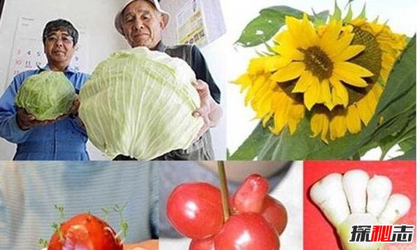 福岛核泄漏后变异女人,生出了“辐射幽灵”婴儿582 / 作者:UFO爱好者 / 帖子ID:105253