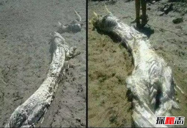 龙下凡真实事件 揭秘民间真实龙的故事（网友谣传）843 / 作者:UFO爱好者 / 帖子ID:105252