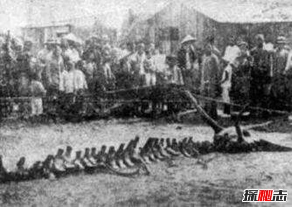 龙下凡真实事件 揭秘民间真实龙的故事（网友谣传）452 / 作者:UFO爱好者 / 帖子ID:105252