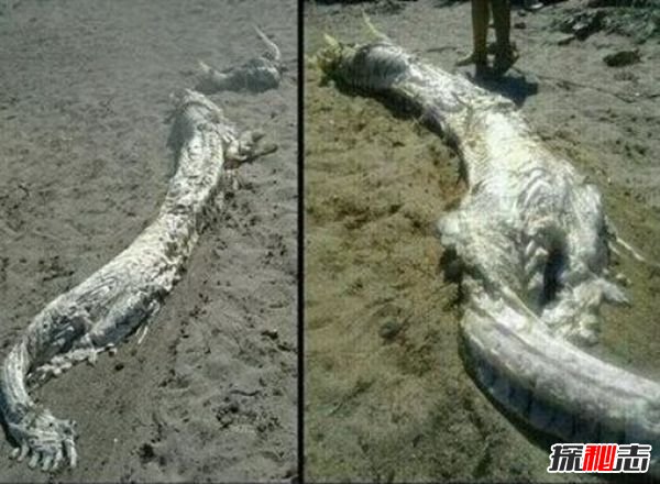 龙真的存在吗?一男子挖到一条活龙164 / 作者:UFO爱好者 / 帖子ID:105238