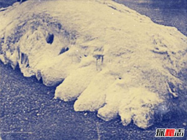 双鱼玉佩五张黑白照片,九头鸟让你神志不清862 / 作者:UFO爱好者 / 帖子ID:105241