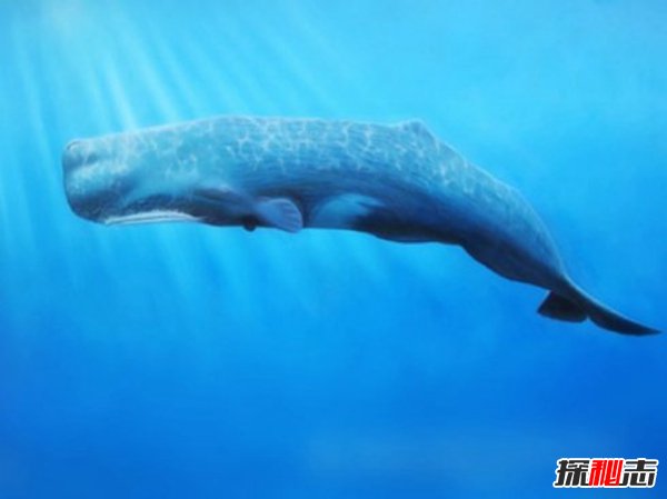 海洋十大霸主排名,第一名沧龙是海洋里无敌的存在437 / 作者:UFO爱好者 / 帖子ID:75421