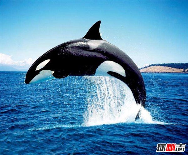 海洋十大霸主排名,第一名沧龙是海洋里无敌的存在253 / 作者:UFO爱好者 / 帖子ID:75421