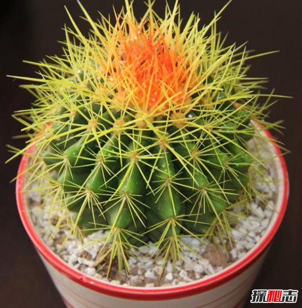 家有10种东西必破财 揭秘家里一定不能放的东西（迷信）579 / 作者:UFO爱好者 / 帖子ID:105137