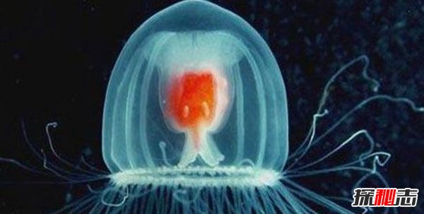 动物界十大不死之身,灯塔水母无限返老还童772 / 作者:UFO爱好者 / 帖子ID:105139