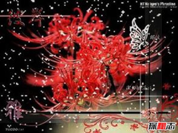 传说彼岸花在冥界入口 揭秘彼岸花为什么叫死人花194 / 作者:UFO爱好者 / 帖子ID:105131