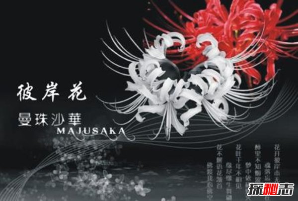 传说彼岸花在冥界入口 揭秘彼岸花为什么叫死人花242 / 作者:UFO爱好者 / 帖子ID:105131
