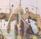 巨鲨还是怪兽？神秘海怪之谜(图片)575 / 作者:UFO爱好者 / 帖子ID:85900