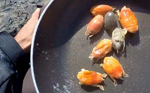 十大最恶心寄生虫 这十种虫子看了让人想吐（重口味）166 / 作者:UFO爱好者 / 帖子ID:80298