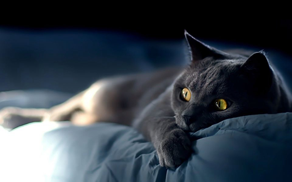 为什么别养土猫?养土猫真的不好吗（偏见）995 / 作者:UFO爱好者 / 帖子ID:91931