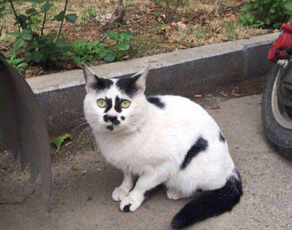 为什么别养土猫?养土猫真的不好吗（偏见）107 / 作者:UFO爱好者 / 帖子ID:91931