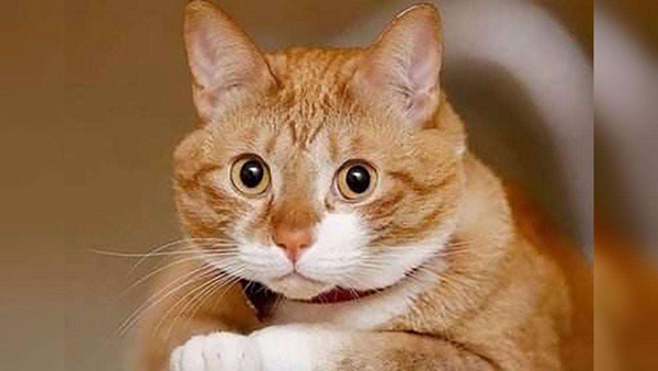 为什么别养土猫?养土猫真的不好吗（偏见）498 / 作者:UFO爱好者 / 帖子ID:91931