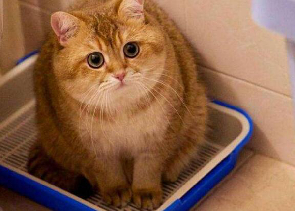 为什么别养土猫?养土猫真的不好吗（偏见）821 / 作者:UFO爱好者 / 帖子ID:91931