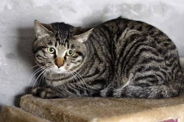 为什么别养土猫?养土猫真的不好吗（偏见）827 / 作者:UFO爱好者 / 帖子ID:91931