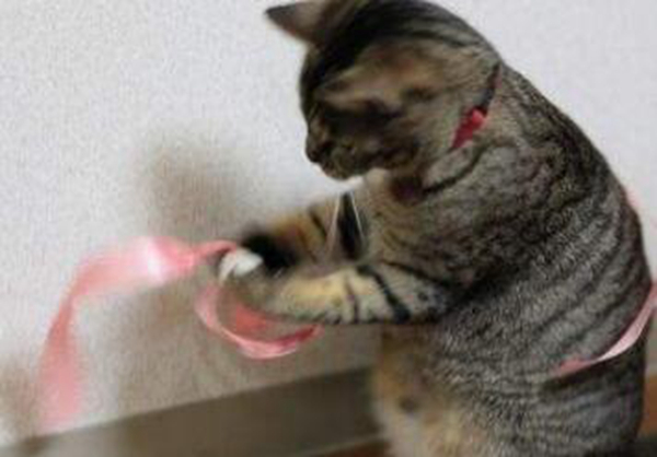 土猫怎么养听话?养土猫应该注意什么252 / 作者:UFO爱好者 / 帖子ID:91927