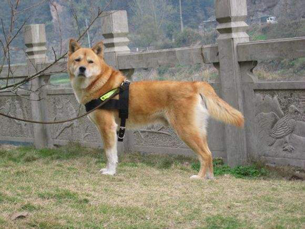 中华田园犬有哪些种类？大家都认识几种呢271 / 作者:UFO爱好者 / 帖子ID:91885