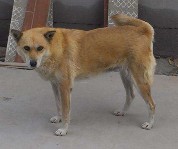 中华田园犬有哪些种类？大家都认识几种呢363 / 作者:UFO爱好者 / 帖子ID:91885