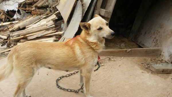 中华田园犬有哪些种类？大家都认识几种呢658 / 作者:UFO爱好者 / 帖子ID:91885